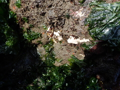 Dendrobeania