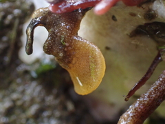 Dendrobeania