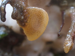 Dendrobeania
