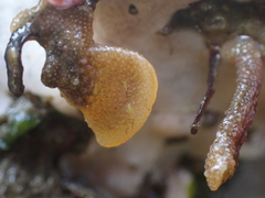 Dendrobeania