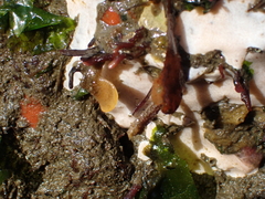 Dendrobeania