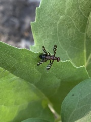Tritoxa