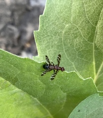 Tritoxa