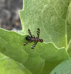 Tritoxa