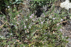 Astragalus microcystis