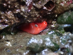 Cnemidocarpa finmarkiensis
