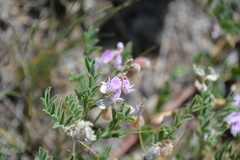 Astragalus microcystis