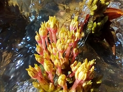Podostemoideae