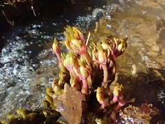 Podostemoideae
