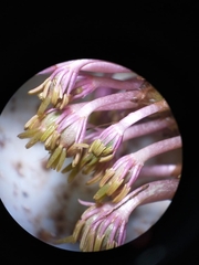 Podostemoideae