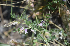 Astragalus microcystis