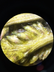 Podostemoideae