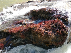 Podostemoideae