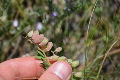 Astragalus microcystis
