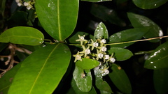 Cynanchum ellipticum