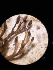 Podostemoideae