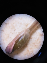 Podostemoideae