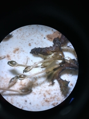 Podostemoideae