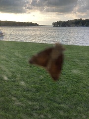 Mellilla xanthometata