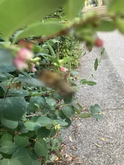 Apis mellifera