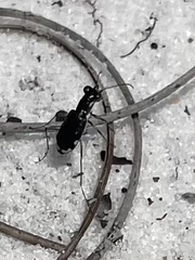 Cicindela scabrosa