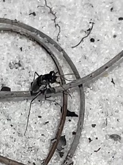 Cicindela scabrosa