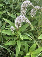Lysimachia clethroides