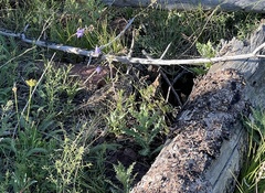 Dendragapus obscurus