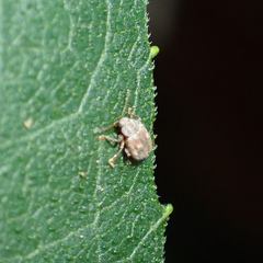 Demotina modesta