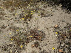 Lessingia pectinata pectinata