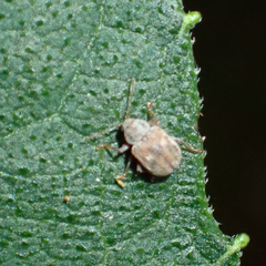 Demotina modesta