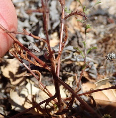 Lessingia pectinata pectinata