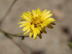 Lessingia pectinata pectinata