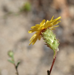 Lessingia pectinata pectinata