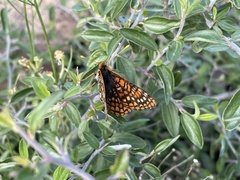 Euphydryas anicia capella