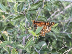 Euphydryas anicia capella
