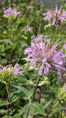 Monarda fistulosa