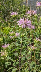 Monarda fistulosa