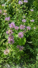 Monarda fistulosa