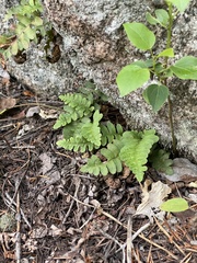 Polypodium saximontanum