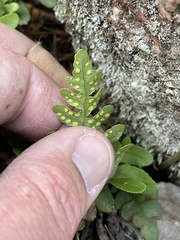 Polypodium saximontanum