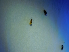 Epicallima argenticinctella