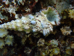 Cerithium nodulosum