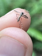 Aedes sierrensis