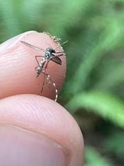Aedes sierrensis