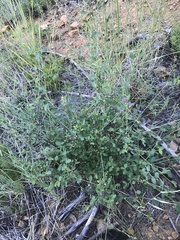 Ceanothus parvifolius
