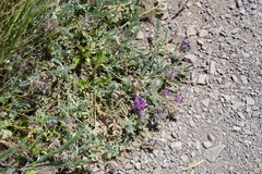 Astragalus inflexus