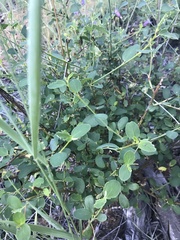 Ceanothus parvifolius