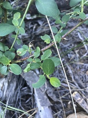 Ceanothus parvifolius