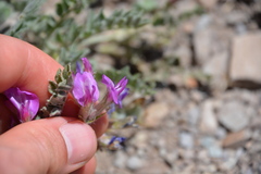 Astragalus inflexus
